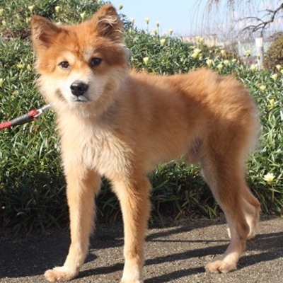 北九州市保健福祉局保健医療部動物愛護センターC15079