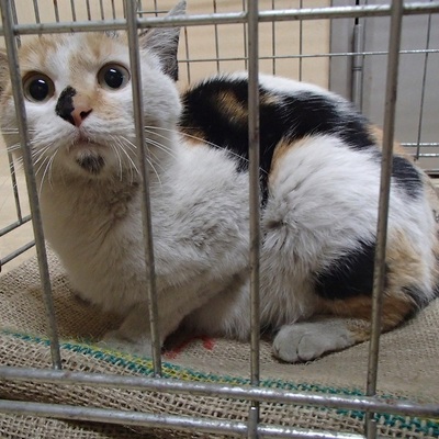 福岡県動物愛護センターNo5848