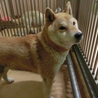 福岡県動物愛護センターNo.6519