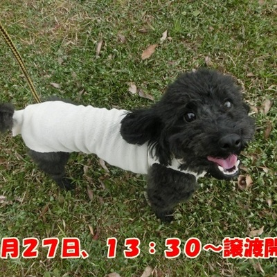 福岡県動物愛護センターNo.737