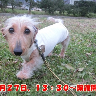 福岡県動物愛護センターNo.738