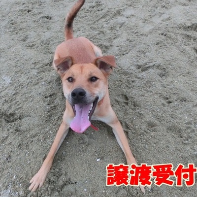 福岡県動物愛護センターNo.492