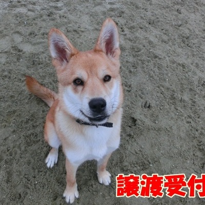 福岡県動物愛護センターNo.702
