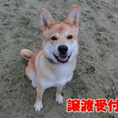 福岡県動物愛護センターNo.703
