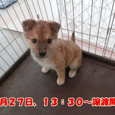 福岡県動物愛護センターNo.741