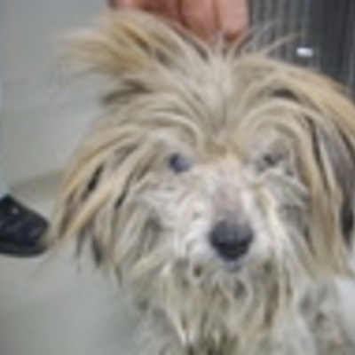 久留米市動物管理センター27078