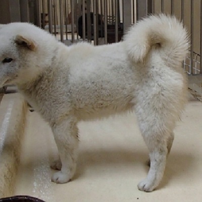 福岡県動物愛護センターNo.6531