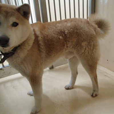 福岡県動物愛護センターNo.6538