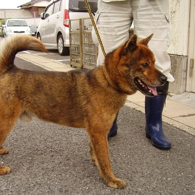 福岡県動物愛護センターNo.5858