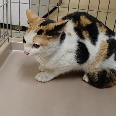 福岡県動物愛護センターNo.6546