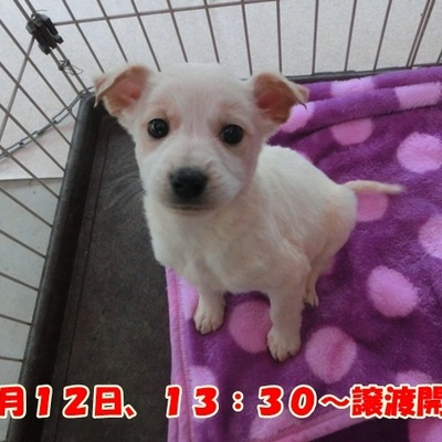 福岡県動物愛護センターNo 745 