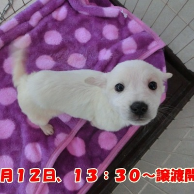 福岡県動物愛護センターNo.746