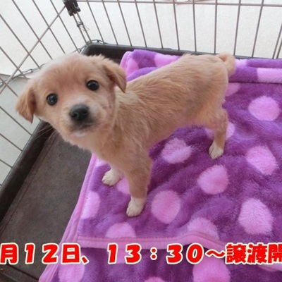 福岡県動物愛護センターNo.747