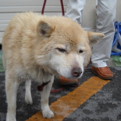 福岡県動物愛護センターNo 6553 
