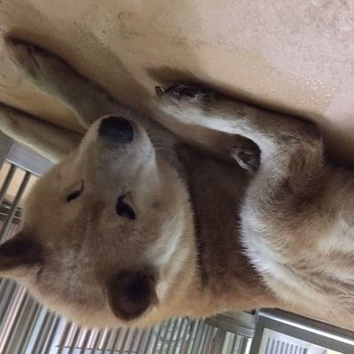 福岡県愛護動物センターNo 6554 