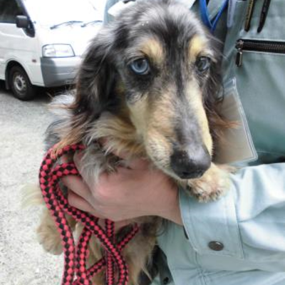 大牟田市動物管理センター２月２５日保護分