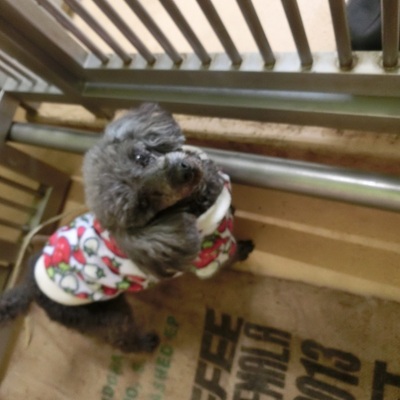 福岡県動物愛護センターNo.6568