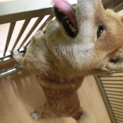 福岡県動物愛護センターNo.6573