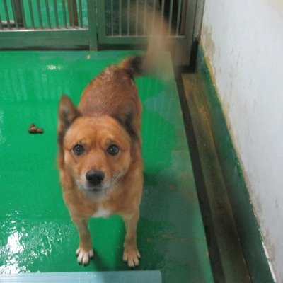 福岡県動物愛護センターNo.6574