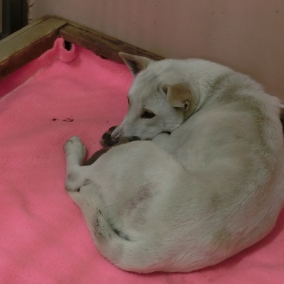 福岡県動物愛護センターNo.6579