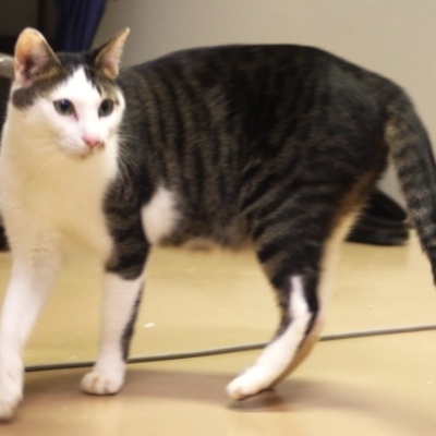 北九州市保健福祉局保健医療部動物愛護センターE15013