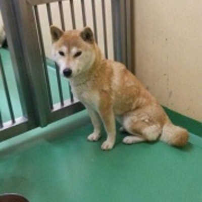 福岡県動物愛護センターNo.6588