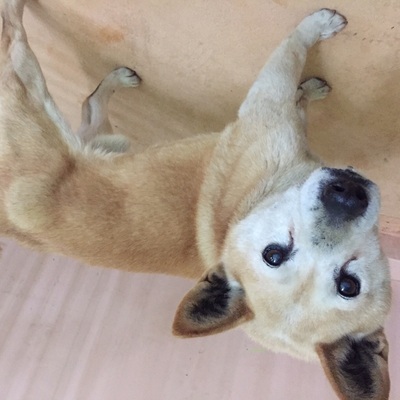 福岡県動物愛護センターNo.6594
