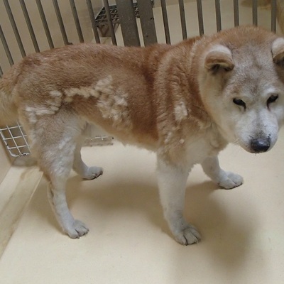 福岡県動物愛護センターNo.6595