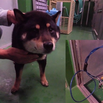 福岡県動物愛護センターNo.6596