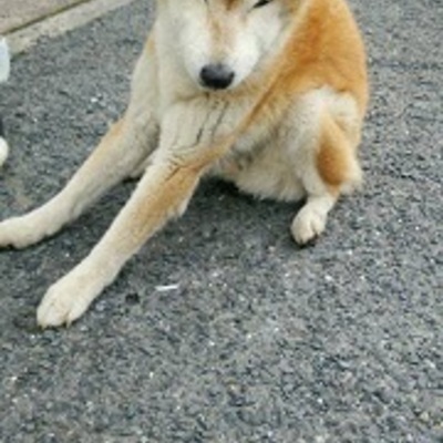 福岡県動物愛護センターNo.6600