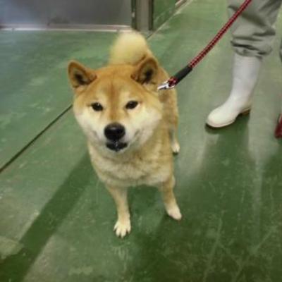 大牟田市動物管理センター（3月9日保護分）