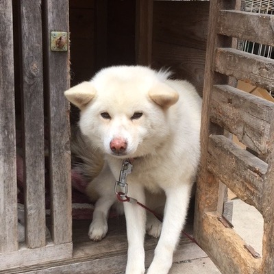 福岡県動物愛護センターNo.6605