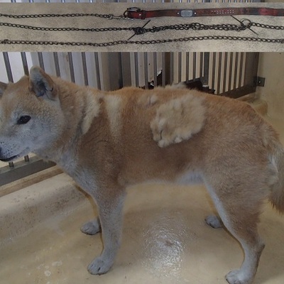 福岡県動物愛護センターNo.6607