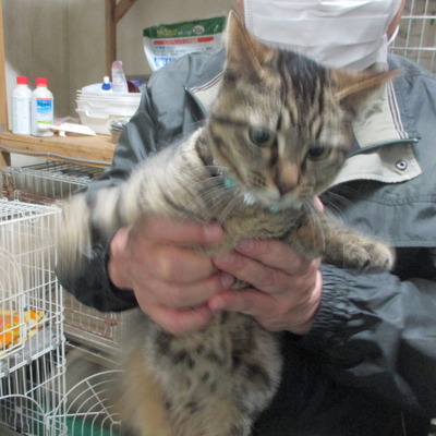 福岡県動物愛護センターNo 6622 
