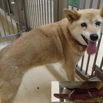 福岡県動物愛護センターNo.5845