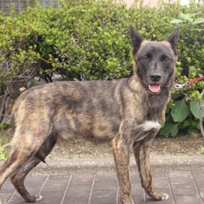 北九州市保健福祉局保健医療部動物愛護センターC15026