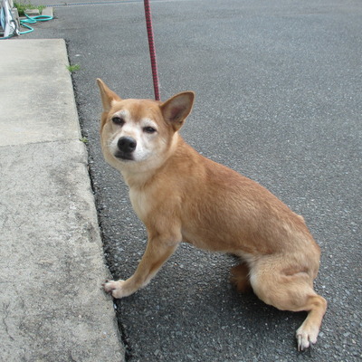 福岡県動物愛護センターNo.6633