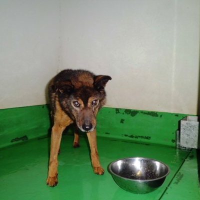 福岡県動物愛護センターNo.6634