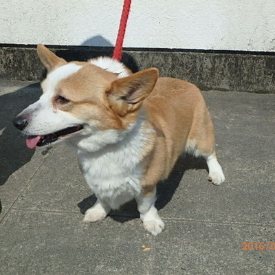 福岡県動物愛護センターNo.6637