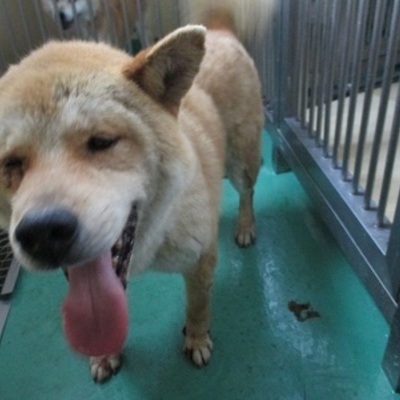 福岡県動物愛護センターNo.5861
