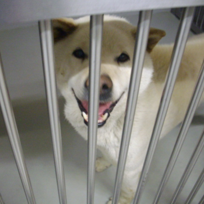 久留米市動物管理センター27086