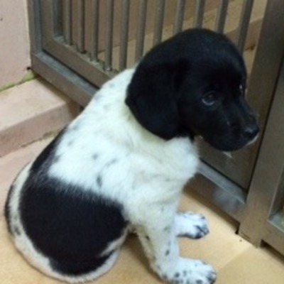 福岡県動物愛護センターNo.5862