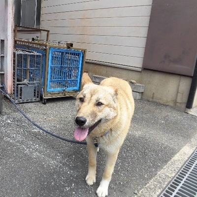 福岡県動物愛護センターNo6701