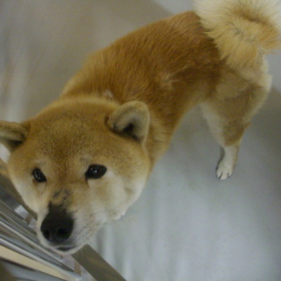 久留米市動物管理センター28001