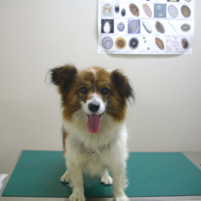 久留米市動物管理センター28002