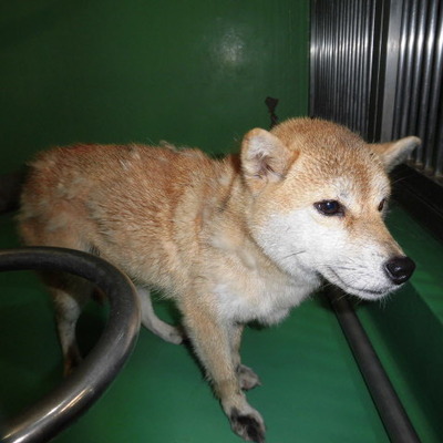 福岡県動物愛護センターNo.6704