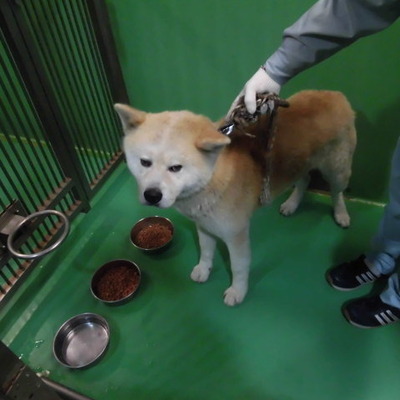 福岡県動物愛護センターNo.6707