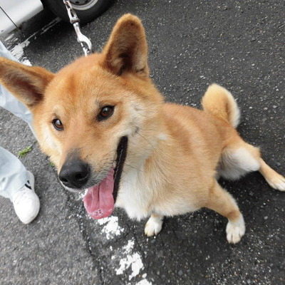 福岡県動物愛護センターNo.6713