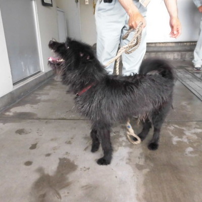 福岡県動物愛護センターNo.6727