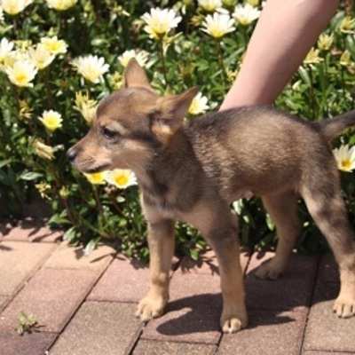 北九州市保健福祉局保健医療部動物愛護センターD15014